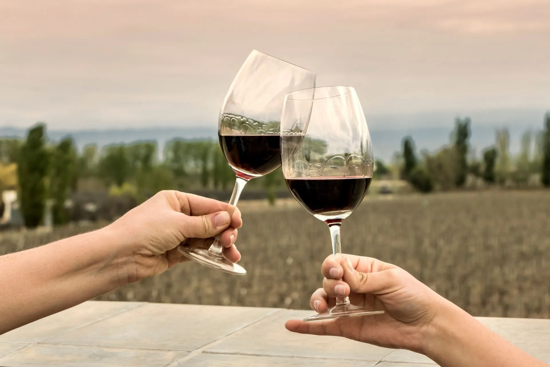 Brindis en viñedo